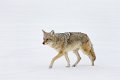 33 Yellowstone NP, prairiewolf